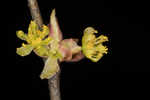 Southern spicebush <BR>Pondberry